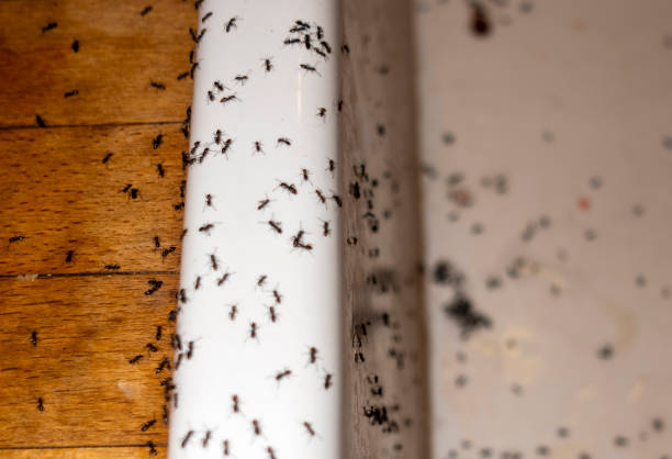 Best Mosquito Control Services  in Rlsbad, CA